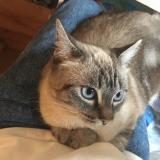 Picture of cat lost at Lormont