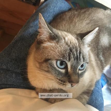 Photo 1/1 Naya Chat lost in Lormont