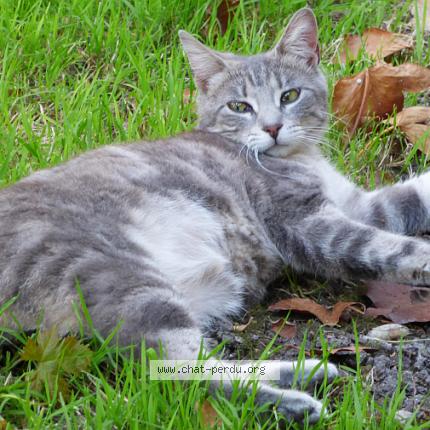 Photo 1/1 Zyanya Chat lost in La salvetat belmontet