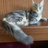 Picture of cat lost at Chantilly