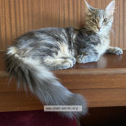 Photo 1/1 Scotty Chat lost in Chantilly