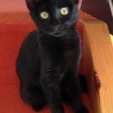 Picture of cat lost at Montauban