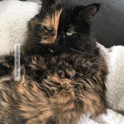 Photo 1/1 Epice Chat lost in Lissieu