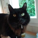 Picture of cat lost at Saint Julien En Genevois 74160
