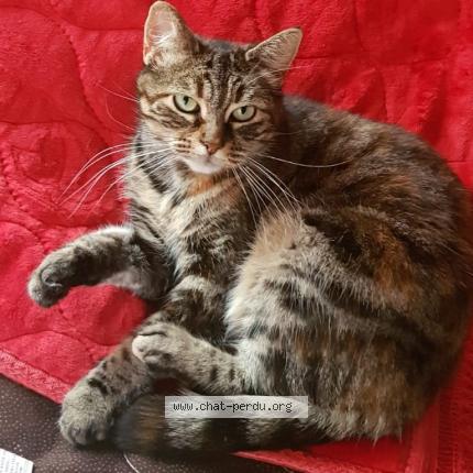 Photo 1/1 michmicha Chat lost in Montfermeil