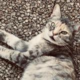 Picture of cat lost at Pau