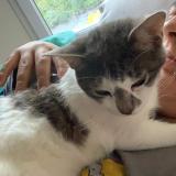 Picture of cat lost at Pusignan