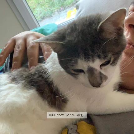 Photo 1/1 Grisouille Chat lost in Pusignan