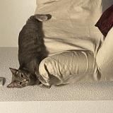 Picture of cat lost at Pont De Claix