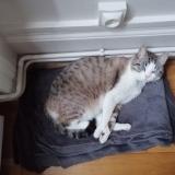 Picture of cat lost at St Just St Rambert