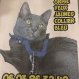 Picture of cat lost at Plaisir