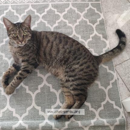 Foto 1/1 Kat teruggevonden Vermist in Neder Over Hembeek