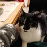 Picture of cat lost at Vire Normandie