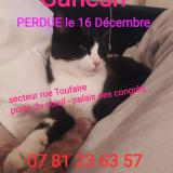 Picture of cat lost at Rochefort