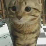 Picture of cat lost at Colombier Fontaine