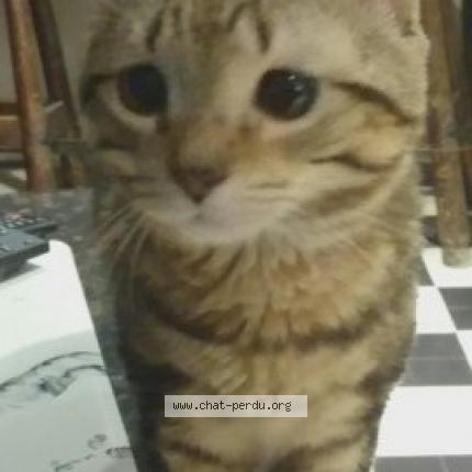 Photo 1/1 LOUSTIC Chat lost in Colombier fontaine