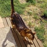 Picture of cat lost at St Medard En Jalles