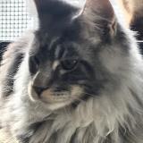 Picture of cat lost at Nice