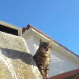 Picture of cat lost at Alenya