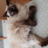 Picture of cat lost at St Nizier Sous Charlieu