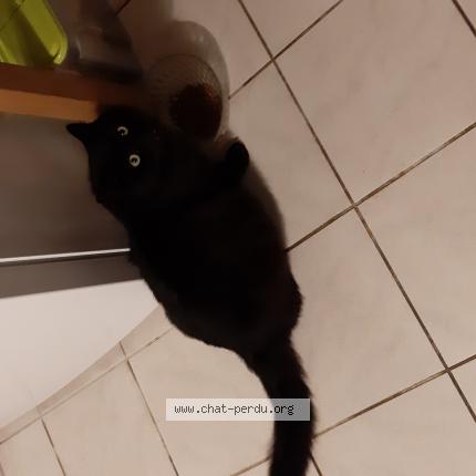 Photo 1/1 Found cat Found in Chanceaux sur choisille