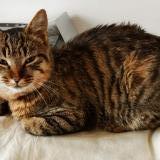 Picture of cat lost at Belleydoux