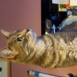 Picture of cat lost at Espedaillac