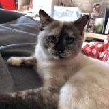 Picture of cat lost at Avignon