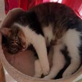 Picture of cat lost at Grenoble