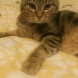 Picture of cat lost at Yutz