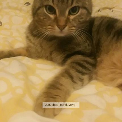 Photo 1/1 Titi Chat lost in Yutz