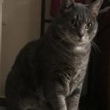 Picture of cat lost at Mortcerf