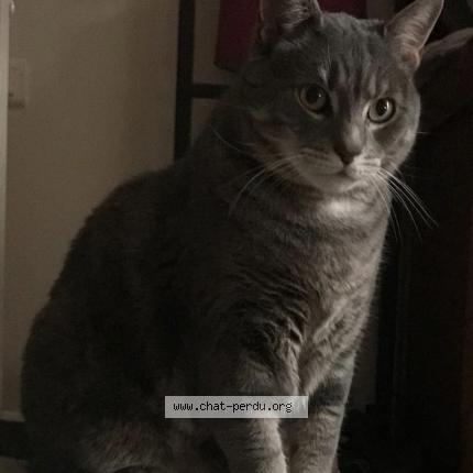 Photo 1/1 Ticao Chat lost in Mortcerf