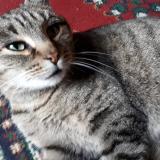 Picture of cat lost at Saint Pe Saint Simon