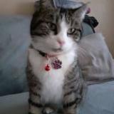 Picture of cat lost at Stenay