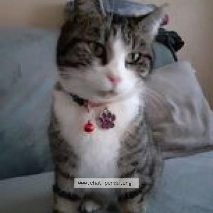 Photo 1/1 kyria Chat lost in Stenay