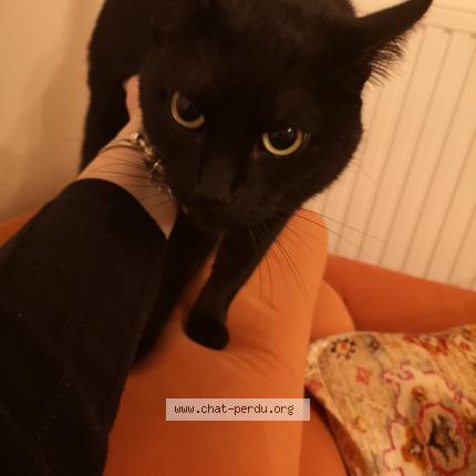 Foto 1/1 Kat teruggevonden Vermist in Anderlecht