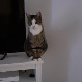 Picture of cat lost at Viriat