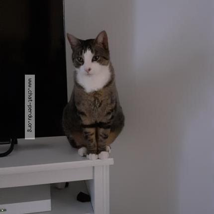 Photo 1/1 WAga Chat lost in Viriat