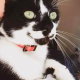 Picture of cat lost at St Cyprien