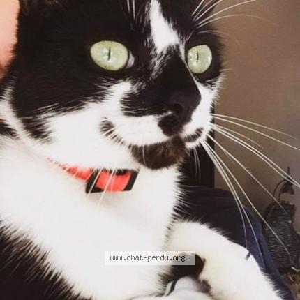 Photo 1/1 Minouche Chat lost in St cyprien