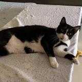 Picture of cat lost at Eysines