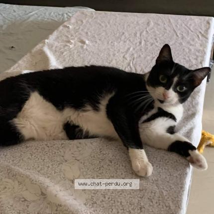 Photo 1/2 Minnie Chat lost in Eysines