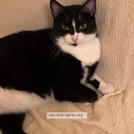 Photo 2/2 Minnie Chat lost in Eysines