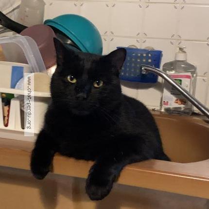 Photo 1/1 Lutin Chat lost in Mortroux