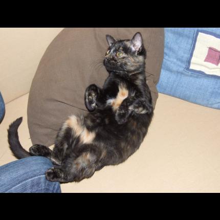 Photo 1/1 Solcita Chat lost in Orleans