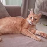 Picture of cat lost at Agen