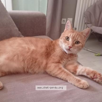 Photo 1/1 Mimi Chat lost in Agen