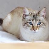 Picture of cat lost at La Salvetat Belmontet