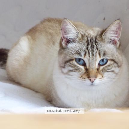 Photo 1/1 Cat reunited Lost in La salvetat belmontet